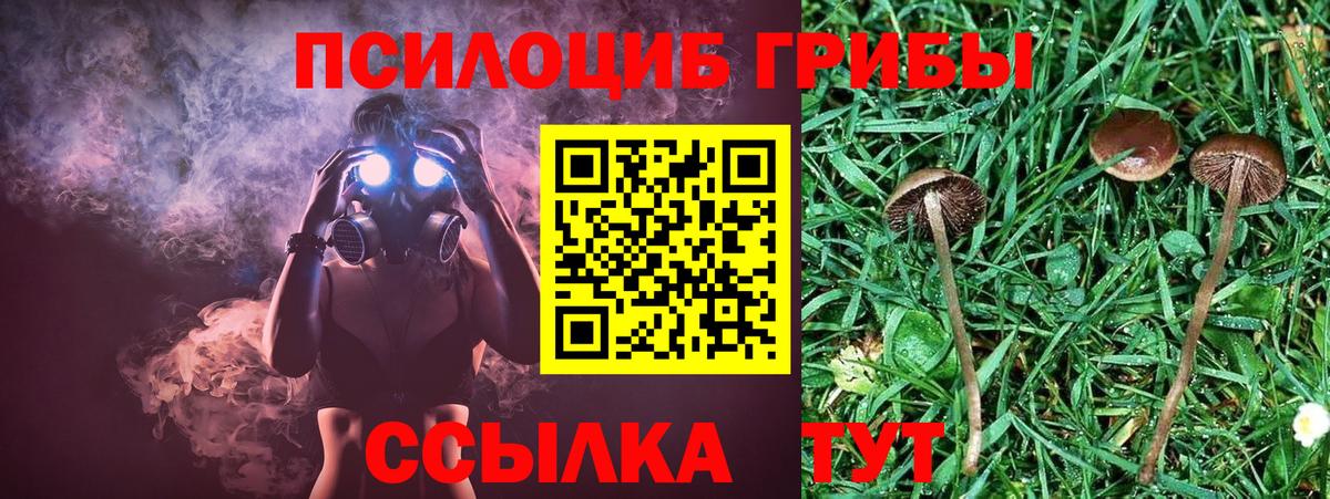 Новозыбков  Псилоцибиновые грибы мицелий  как найти   Вход с VPN 